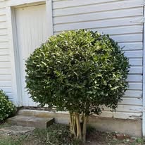 Clamon Lawn Care project photo